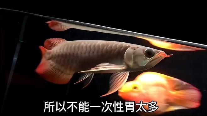 給我一些馬來西亞紅龍魚的養殖技巧（馬來西亞紅龍魚養殖的關鍵技巧） 給我一些馬來西亞紅龍魚的養殖技巧（馬來西亞紅龍魚養殖的關鍵技巧） 龍魚百科 第5張