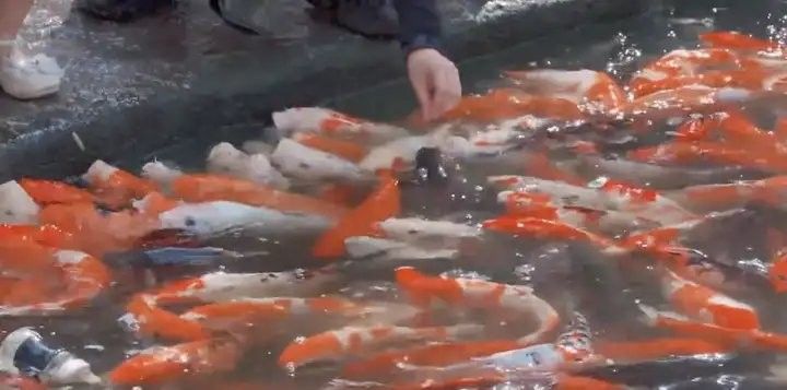 龍魚麻藥過量多久會死？（魚麻藥過量死亡的時間取決于多種因素） 龍魚麻藥過量多久會死？（魚麻藥過量死亡的時間取決于多種因素） 龍魚百科 第1張