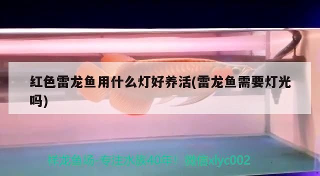 紅色雷龍魚用什么燈好養活(雷龍魚需要燈光嗎)（紅色雷龍魚用什么燈好養活） 紅色雷龍魚用什么燈好養活(雷龍魚需要燈光嗎)（紅色雷龍魚用什么燈好養活） 觀賞魚百科