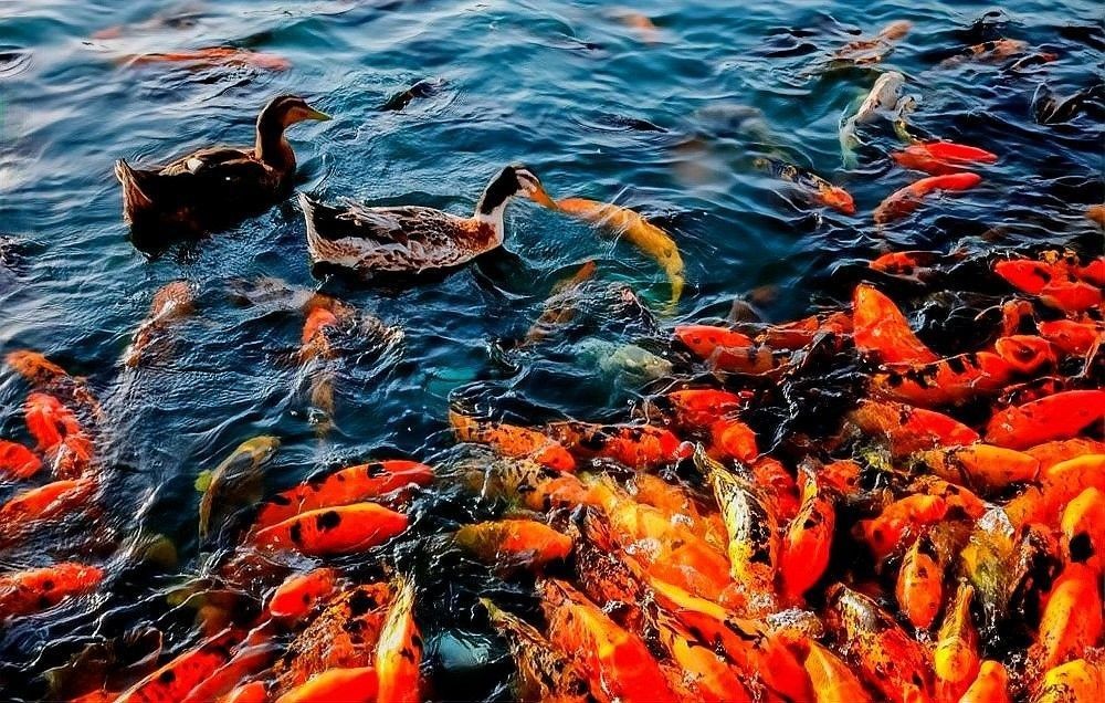 哪些屬相不適合養金龍魚（什么屬相不適合養金龍魚） 哪些屬相不適合養金龍魚（什么屬相不適合養金龍魚） 龍魚百科 第4張