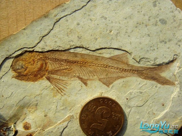 如果龍魚死了怎么辦 如果龍魚死了怎么辦 觀賞魚百科 第1張
