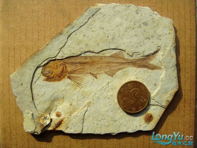 如果龍魚死了怎么辦 如果龍魚死了怎么辦 觀賞魚百科 第2張