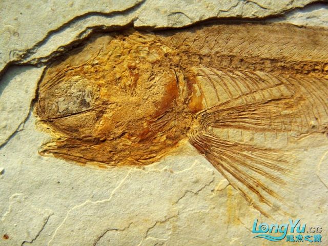 如果龍魚死了怎么辦 如果龍魚死了怎么辦 觀賞魚百科 第3張