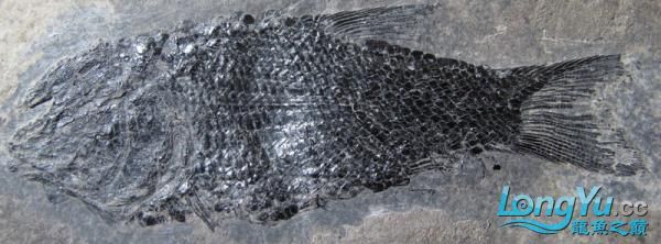 如果龍魚死了怎么辦 如果龍魚死了怎么辦 觀賞魚百科 第6張