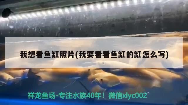 我想看魚缸照片(我要看看魚缸的缸怎么寫)（客廳魚缸擺放圖片欣賞金魚缸擺放圖片欣賞圖片欣賞）