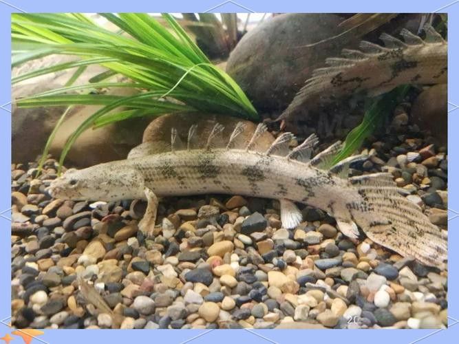 兩種恐龍魚的價格差異大嗎(兩種恐龍魚的價格差異) 龍魚百科 第6張 兩種恐龍魚的價格差異大嗎(兩種恐龍魚的價格差異) 兩種恐龍魚的價格差異大嗎(兩種恐龍魚的價格差異) 龍魚百科 第6張