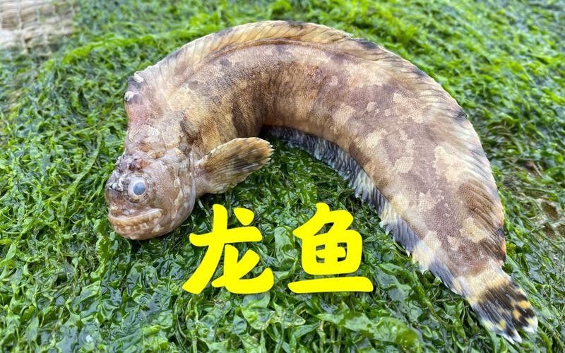 給我更多大海龍魚的圖片（大海龍魚圖片資源及相關信息）