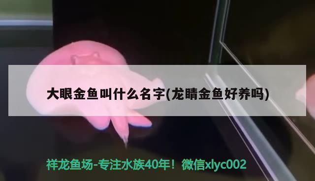 大眼金魚叫什么名字(龍睛金魚好養嗎)（大眼金魚叫什么名字，龍睛金魚叫什么名字）