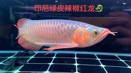 給我一些綠皮辣椒紅龍的圖片（關于綠皮辣椒紅龍的一些基本信息）