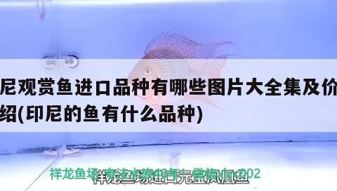 印尼觀賞魚進口品種有哪些圖片大全集及價格介紹(印尼的魚有什么品種)（印尼觀賞魚進口品種圖片大全集及圖片大全集及價格介紹）