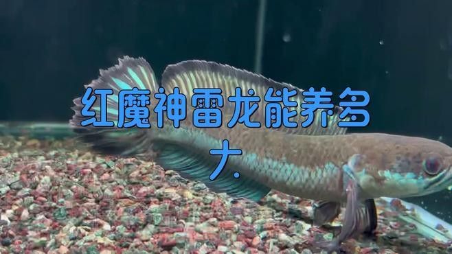 紅帝王魔神雷龍魚能長多大？（帝王魔神雷龍魚的飼養(yǎng)方法） 紅帝王魔神雷龍魚能長多大？（帝王魔神雷龍魚的飼養(yǎng)方法） 龍魚百科 第1張