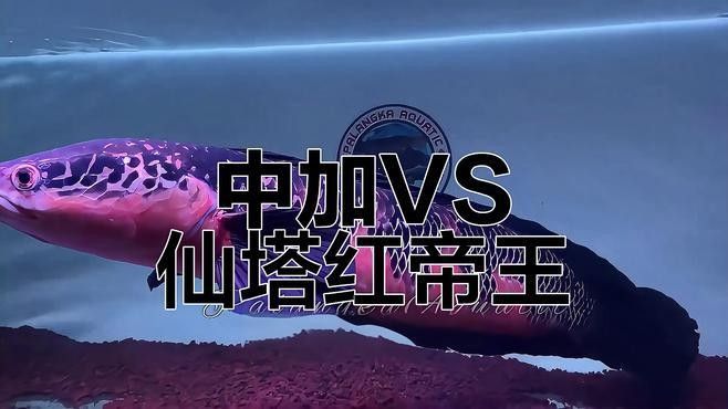 紅帝王魔神雷龍魚能長多大？（帝王魔神雷龍魚的飼養(yǎng)方法） 紅帝王魔神雷龍魚能長多大？（帝王魔神雷龍魚的飼養(yǎng)方法） 龍魚百科 第2張