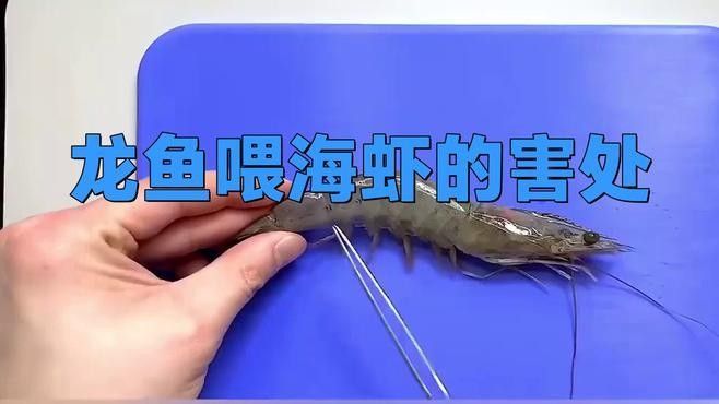 龍魚吃蝦殼后如何處理？（龍魚吃蝦殼后多久會有反應龍魚吃蝦殼后多久會有反應）