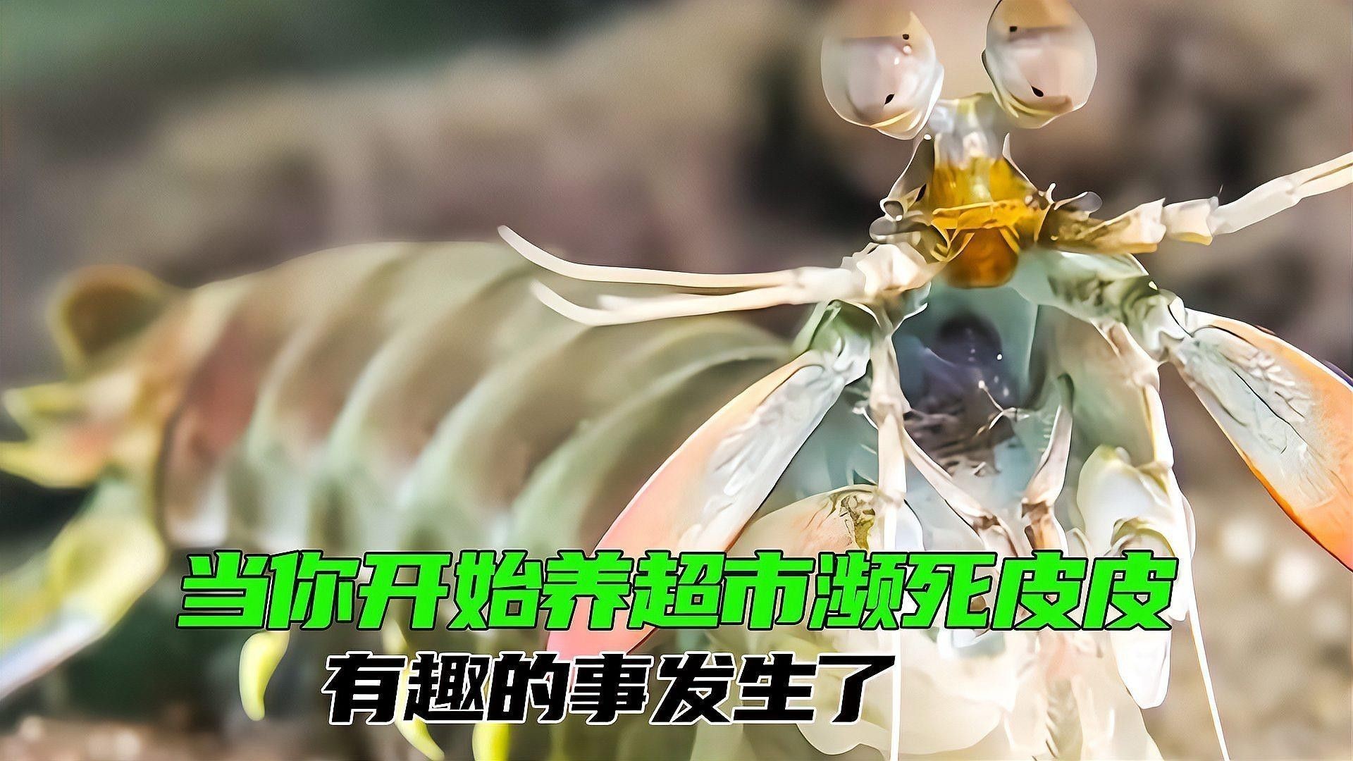 龍魚吃蝦殼后如何處理？（龍魚吃蝦殼后多久會有反應龍魚吃蝦殼后多久會有反應）