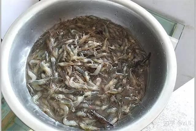 龍魚吃蝦殼后如何處理？（龍魚吃蝦殼后多久會有反應龍魚吃蝦殼后多久會有反應）