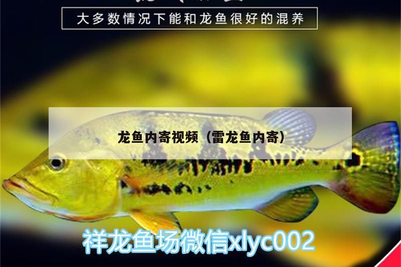 魚缸 龍魚內(nèi)寄視頻(雷龍魚內(nèi)寄)(龍魚內(nèi)寄視頻及解決辦法) 觀賞魚百科 龍魚內(nèi)寄視頻(雷龍魚內(nèi)寄)(龍魚內(nèi)寄視頻及解決辦法) 龍魚內(nèi)寄視頻(雷龍魚內(nèi)寄)(龍魚內(nèi)寄視頻及解決辦法) 觀賞魚百科