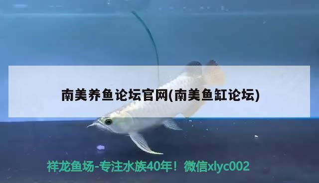 南美養(yǎng)魚(yú)論壇官網(wǎng)(南美魚(yú)缸論壇)（南美養(yǎng)魚(yú)論壇官網(wǎng)） 南美養(yǎng)魚(yú)論壇官網(wǎng)(南美魚(yú)缸論壇)（南美養(yǎng)魚(yú)論壇官網(wǎng)） 觀賞魚(yú)百科