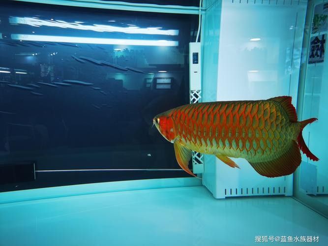 金龍魚反垢后如何護理？（金龍魚反垢后正確的護理方法至關(guān)重要，需要徹底清潔魚缸）