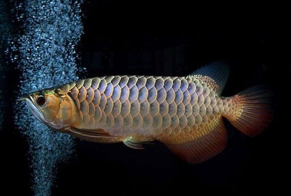 金龍魚反垢后如何護理？（金龍魚反垢后正確的護理方法至關(guān)重要，需要徹底清潔魚缸）