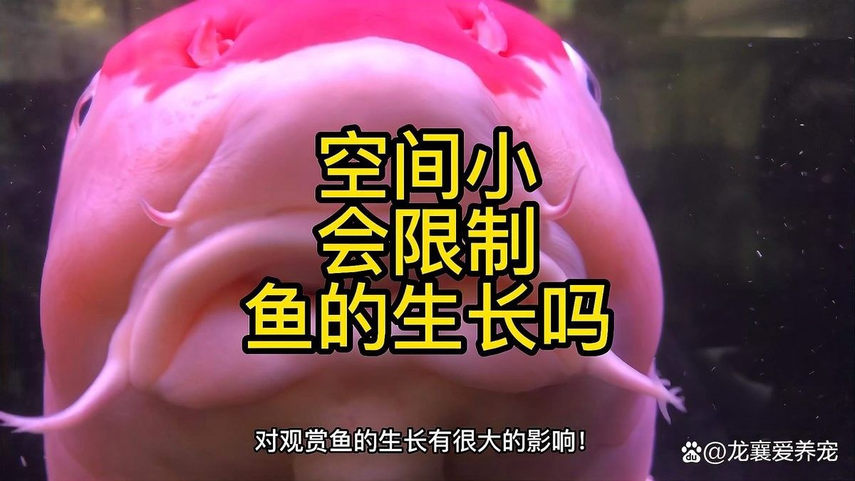 80缸中飼養的金龍魚能長多大？（80缸中飼養的金龍魚能長多大）