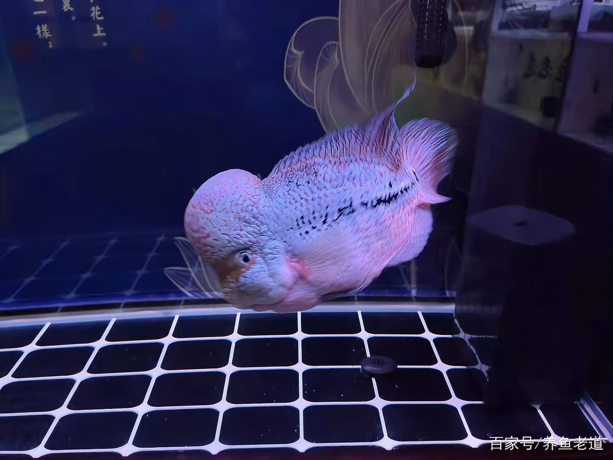 80缸中飼養的金龍魚能長多大？（80缸中飼養的金龍魚能長多大）