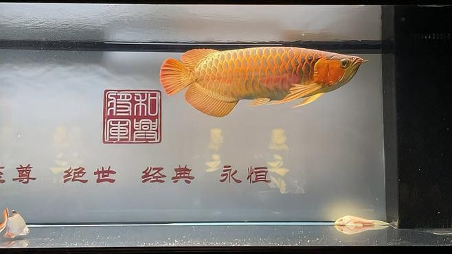 紅龍魚喂食量應(yīng)該如何控制（龍魚喂養(yǎng)技巧）