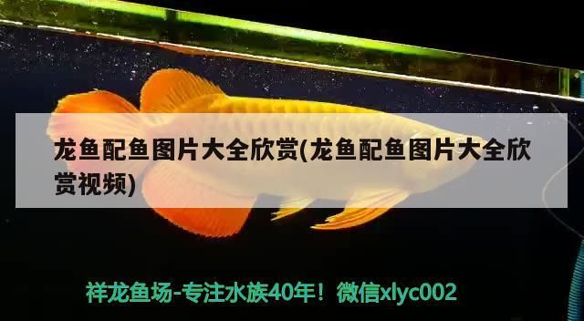 虎魚 龍魚配魚圖片大全欣賞(龍魚配魚圖片大全欣賞視頻)(和龍魚一起混養(yǎng)的幾種觀賞魚) 觀賞魚百科 龍魚配魚圖片大全欣賞(龍魚配魚圖片大全欣賞視頻)(和龍魚一起混養(yǎng)的幾種觀賞魚) 龍魚配魚圖片大全欣賞(龍魚配魚圖片大全欣賞視頻)(和龍魚一起混養(yǎng)的幾種觀賞魚) 觀賞魚百科