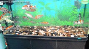 金龍魚年齡越大越不吃東西嗎：如果金龍魚長期不吃食會不會導致營養(yǎng)不良？