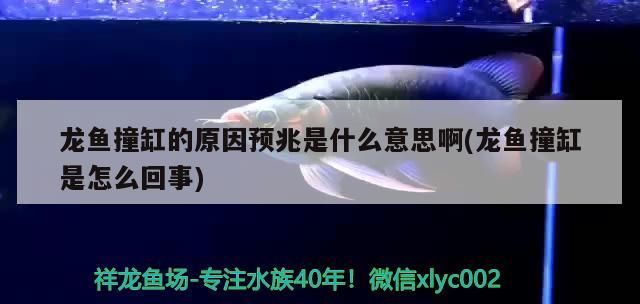 龍魚撞缸的原因預兆是什么意思啊(龍魚撞缸是怎么回事) 龍魚撞缸的原因預兆是什么意思啊(龍魚撞缸是怎么回事) 觀賞魚百科