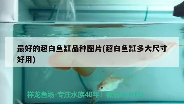 龍魚掉了鱗片還會再長嗎 龍魚掉了鱗片還會再長嗎圖片（龍魚掉了鱗片還會再長嗎）