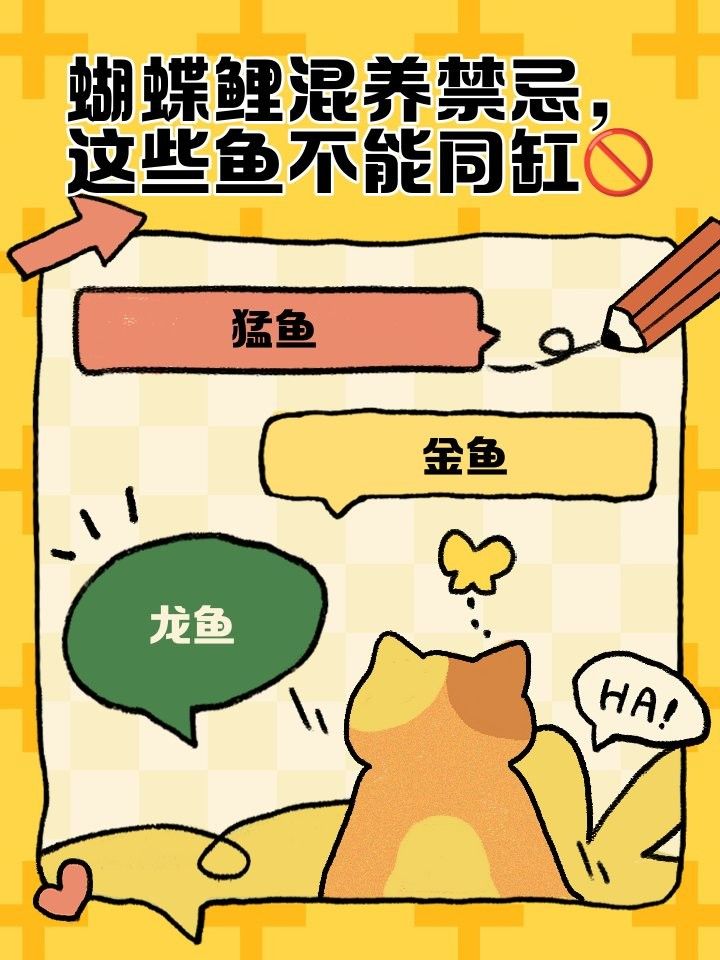 蝴蝶鯉和龍魚混養需要多久適應（禪意家蝴蝶鯉與龍魚混養的適應時間取決于多種因素） 蝴蝶鯉和龍魚混養需要多久適應（禪意家蝴蝶鯉與龍魚混養的適應時間取決于多種因素） 龍魚百科 第4張