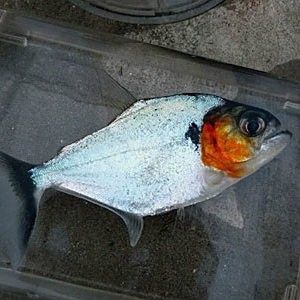 斯氏頜脂鯉的飼養難度如何（斯氏頜脂鯉的飼養）
