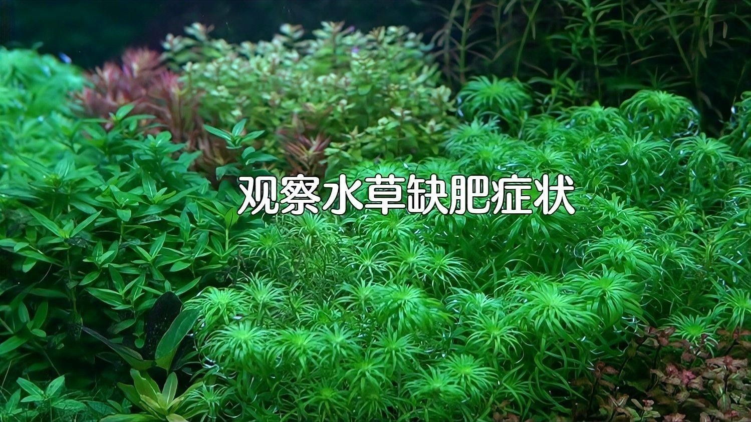 如何判斷水草是否需要施肥？（判斷水草是否需要施肥）