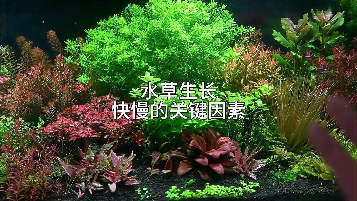 如何判斷水草是否需要施肥？（判斷水草是否需要施肥）
