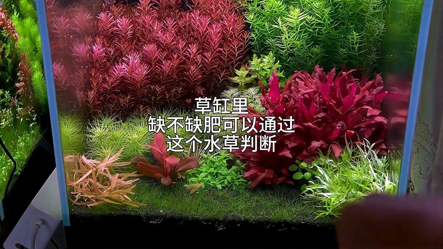 如何判斷水草是否需要施肥？（判斷水草是否需要施肥）