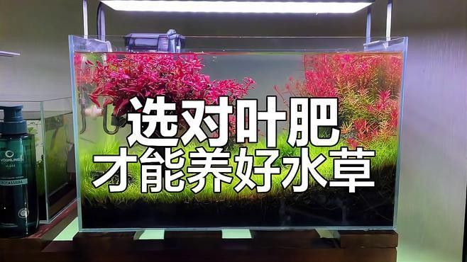 如何判斷水草是否需要施肥？（判斷水草是否需要施肥）