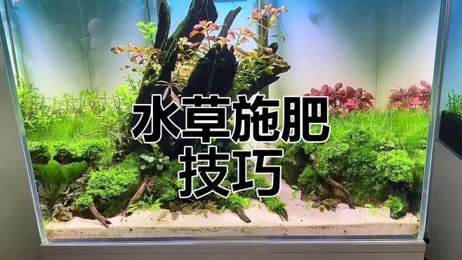 如何判斷水草是否需要施肥？（判斷水草是否需要施肥）