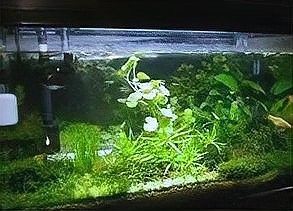 如何判斷水草是否需要施肥？（判斷水草是否需要施肥）