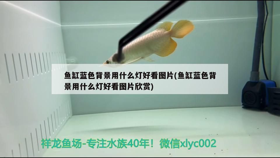 金龍魚 魚缸藍色背景用什么燈好看圖片(魚缸藍色背景用什么燈好看圖片欣賞)(關于魚缸藍色背景用什么燈好看圖片欣賞) 觀賞魚百科 魚缸藍色背景用什么燈好看圖片(魚缸藍色背景用什么燈好看圖片欣賞)(關于魚缸藍色背景用什么燈好看圖片欣賞) 魚缸藍色背景用什么燈好看圖片(魚缸藍色背景用什么燈好看圖片欣賞)(關于魚缸藍色背景用什么燈好看圖片欣賞) 觀賞魚百科