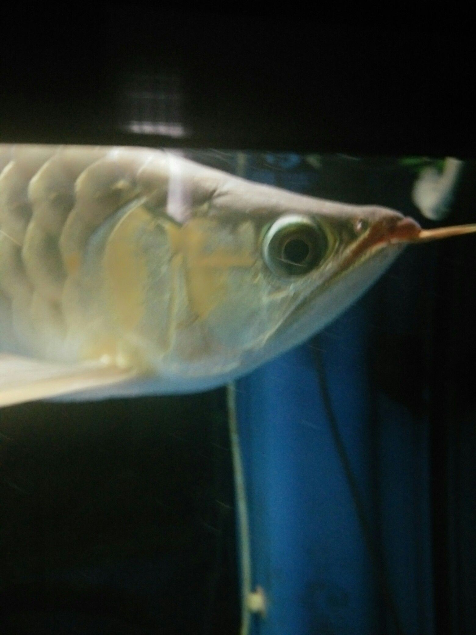 長沙水族館掉眼感覺有所好轉（長沙水族館掉眼感覺有所好轉[emoji]1f602[/emoji]）