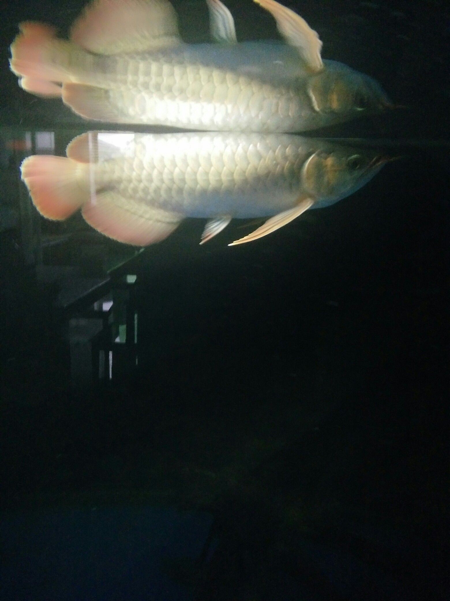 長沙水族館掉眼感覺有所好轉(zhuǎn)（長沙水族館掉眼感覺有所好轉(zhuǎn)[emoji]1f602[/emoji]）