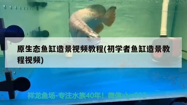 原生態魚缸造景視頻教程(初學者魚缸造景教程視頻)