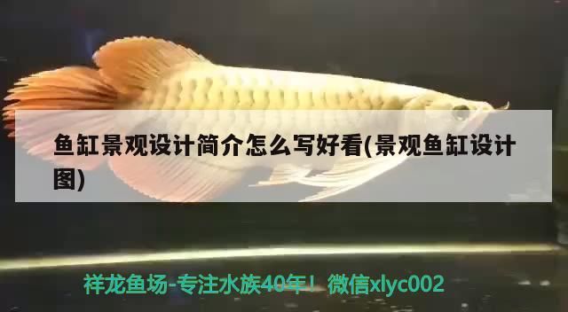 魚缸景觀設(shè)計簡介怎么寫好看(景觀魚缸設(shè)計圖)（海水珊瑚造景是海水缸造景必不可少的一步）