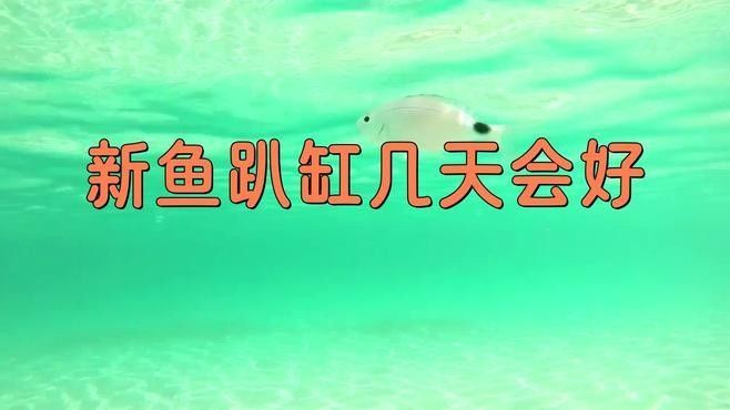 龍魚趴缸底會自愈嗎（龍魚趴缸底會自愈嗎？） 龍魚趴缸底會自愈嗎（龍魚趴缸底會自愈嗎？） 龍魚百科 第1張