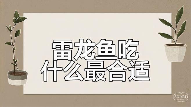 南鱧雷龍魚有哪些飼養(yǎng)注意事項(xiàng)（養(yǎng)雷龍魚的注意事項(xiàng)）