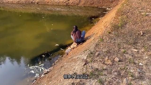 雷龍魚繁殖時有哪些行為？（nic山高水長雷龍魚繁殖指南:雷龍魚如何繁殖）