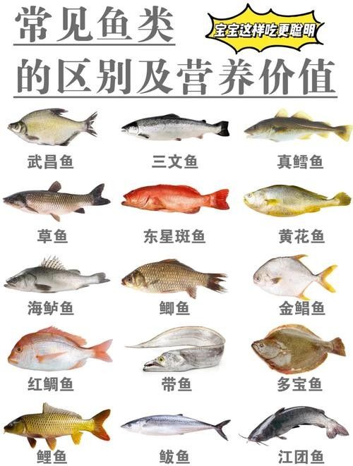 如何挑選健康的飼料魚？