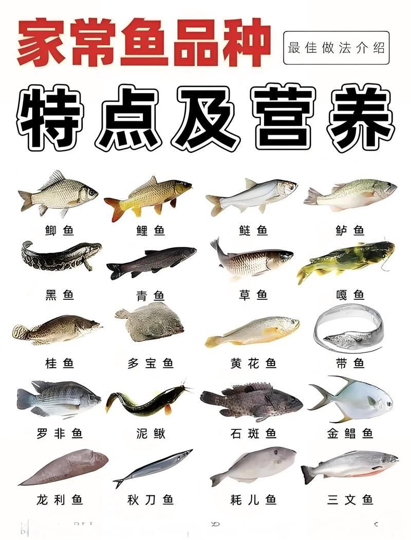 如何挑選健康的飼料魚？