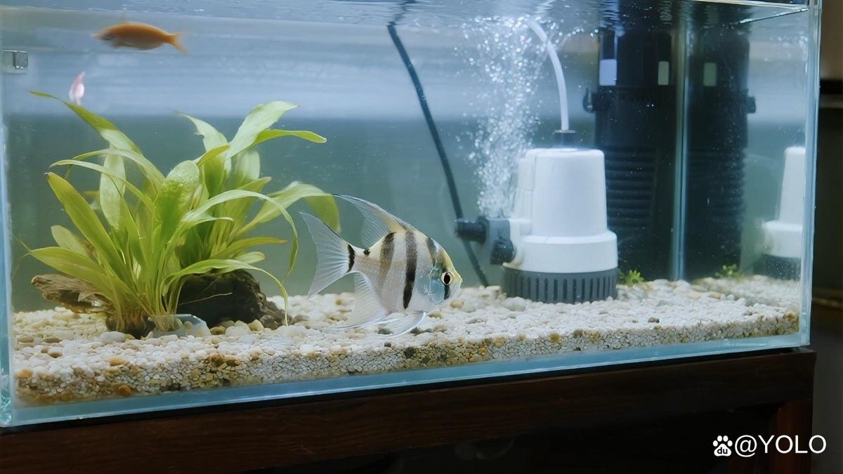 龍魚不打氧能活多久？（魚在沒有氧氣的水中可以存活多久）