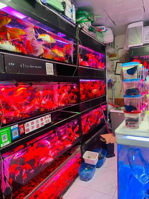 北京還有哪些賣紅龍魚的店（北京大型賣紅龍魚的市場在哪里，北京大型賣觀賞魚市場在哪里）